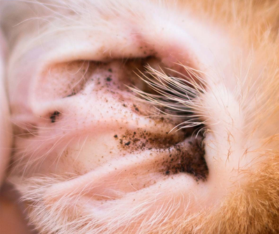 Ear Care