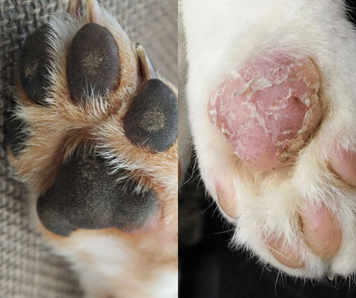 Paw Care