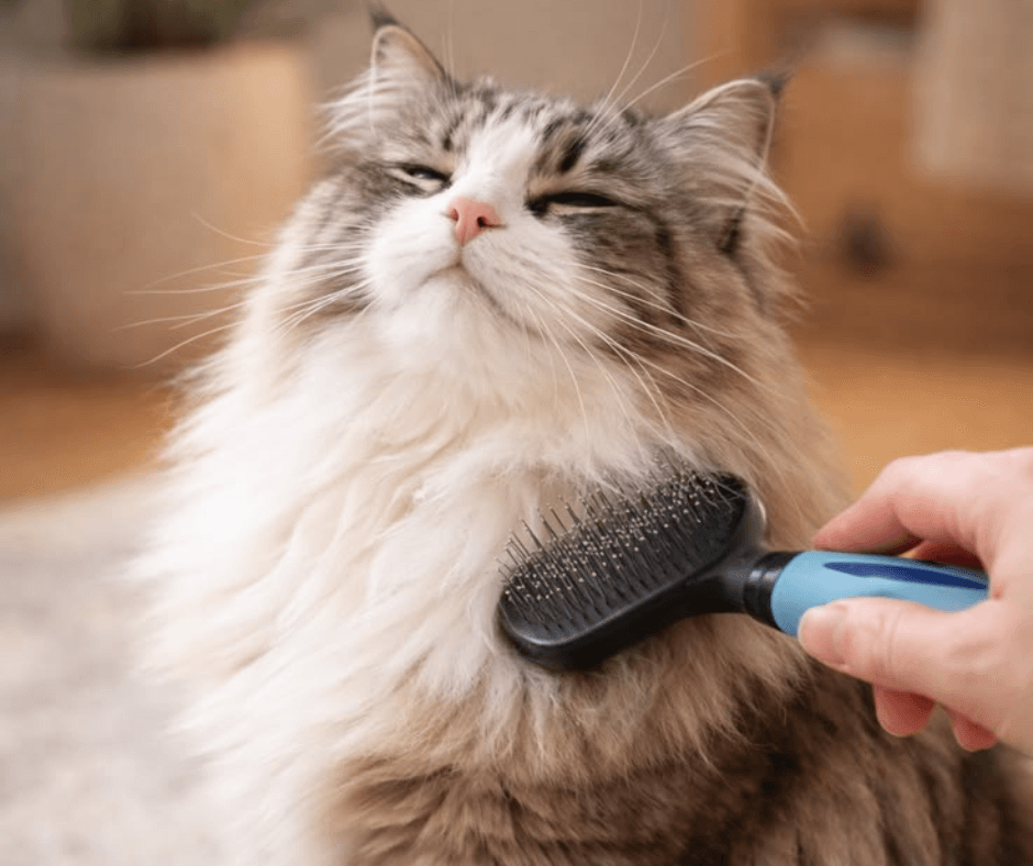 For My Cat