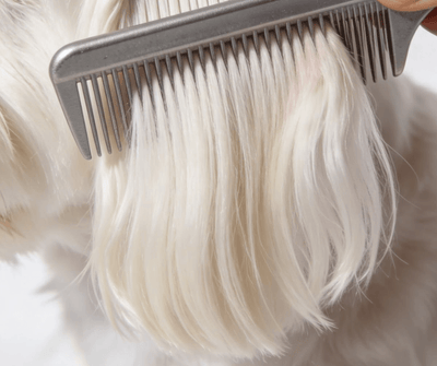 For My Dog