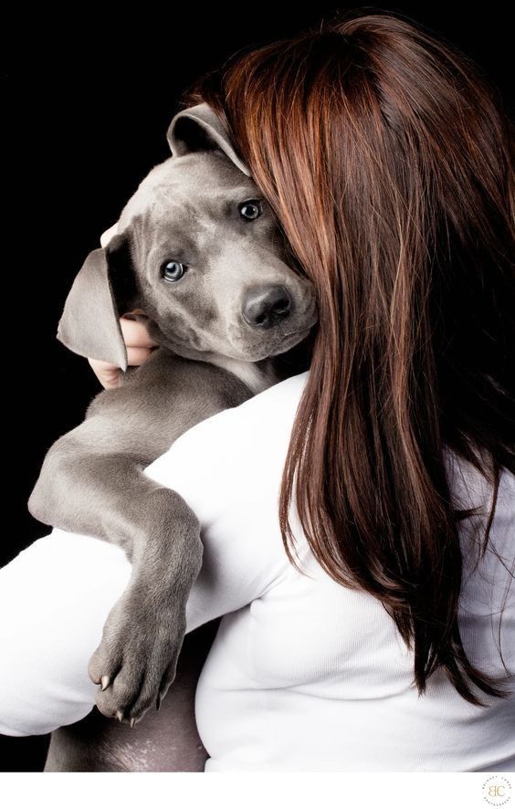 For My Dog