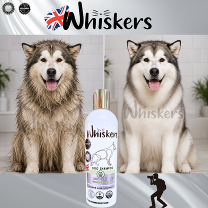 Whiskers King Size Pet Shampoo - Green Olives for Dogs & Cats